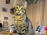 Femelle Savannah F3 avec pedigree à vendre