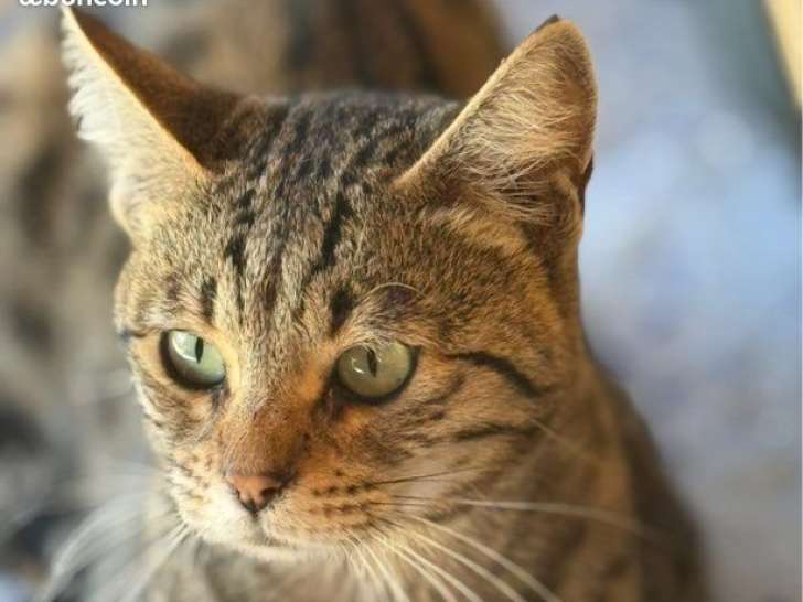 Umy, sublime Savannah F5 LOOF – beauté sauvage, douceur infinie et prestigieuses origines & livraison partout en France