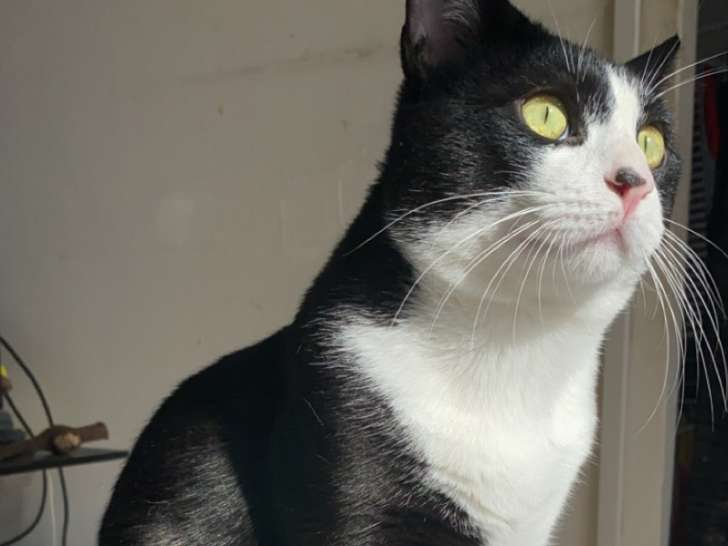 Chat calme et mignon