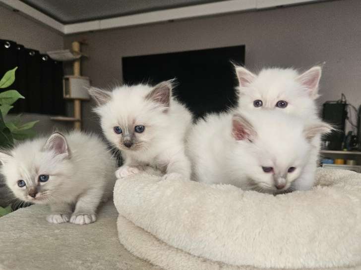 Chatons Sacré de Birmanie LOOF à vendre