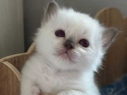 Magnifiques chatons Birmans LOOF à vendre