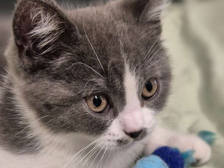 Chaton bleu et blanc