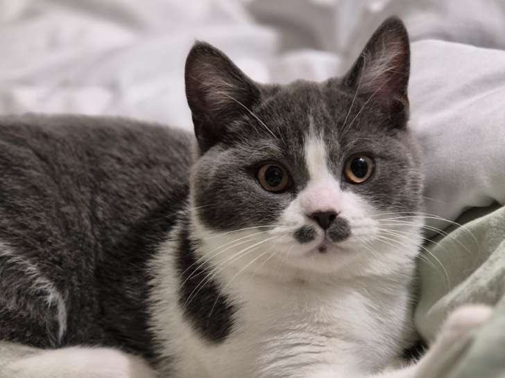 Chaton Scottish Straight à vendre