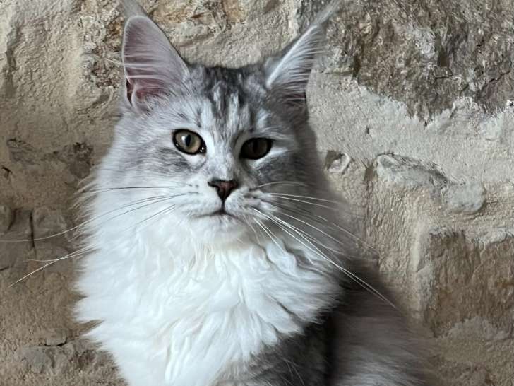 Zénaïa