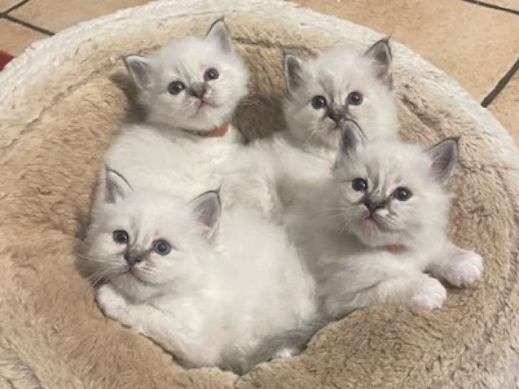 Adorables chatons Sacré de Birmanie LOOF à vendre