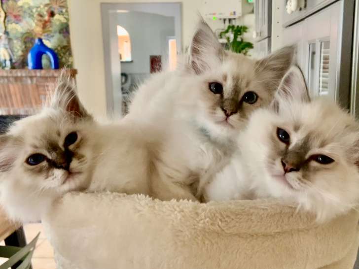 Adorables chatons Sacré de Birmanie LOOF à vendre