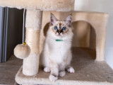 Adorables chatons Sacré de Birmanie LOOF disponibles