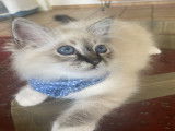 Adorables chatons Sacré de Birmanie LOOF disponibles