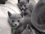 Chatons Bleu Russe &agrave; vendre