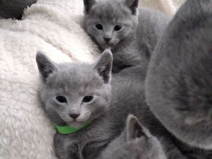 Chatons Bleu Russe à vendre