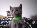 Chatons Bleu Russe &agrave; vendre