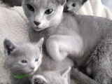Chatons Bleu Russe &agrave; vendre