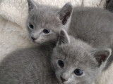 Chatons Bleu Russe &agrave; vendre