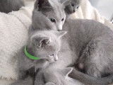 Chatons Bleu Russe &agrave; vendre
