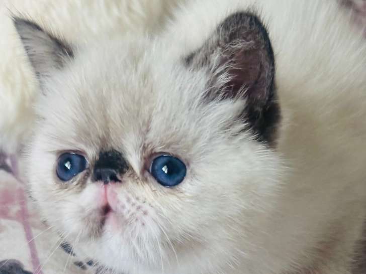 Chatons Exotic Shorthair à réserver