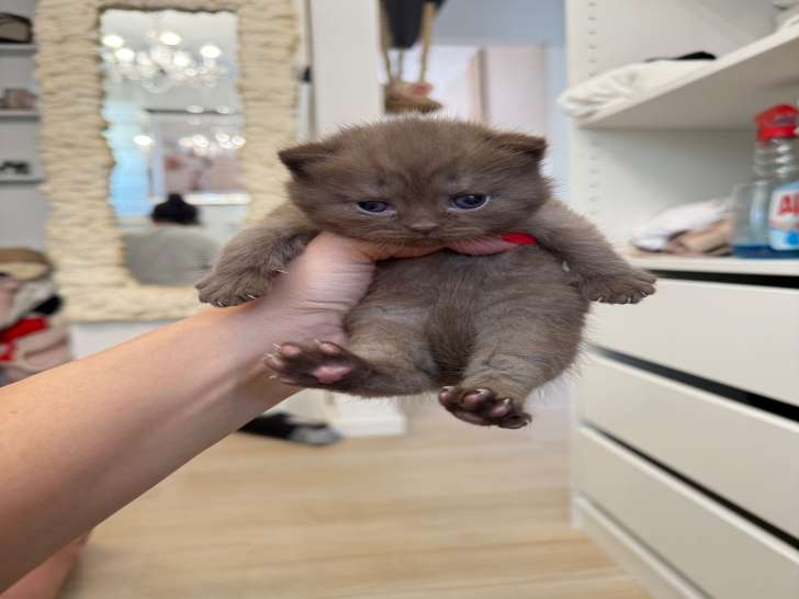 1 chaton mâle British Shorthair chocolat à vendre