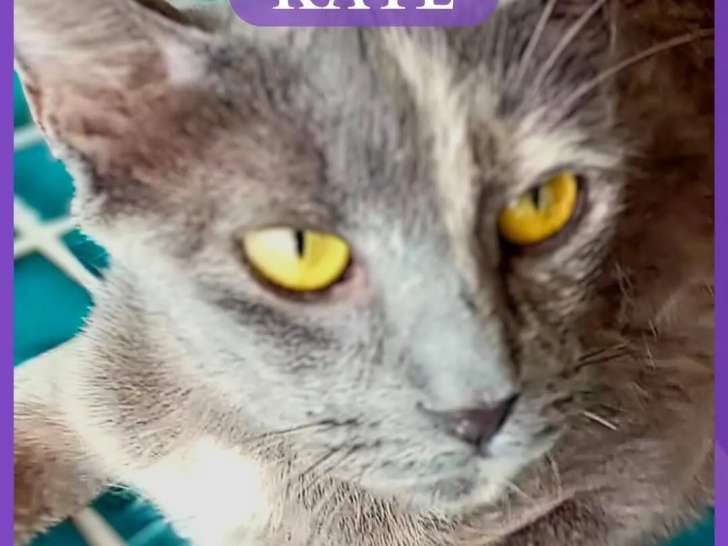 À accueillir : chatte grise
