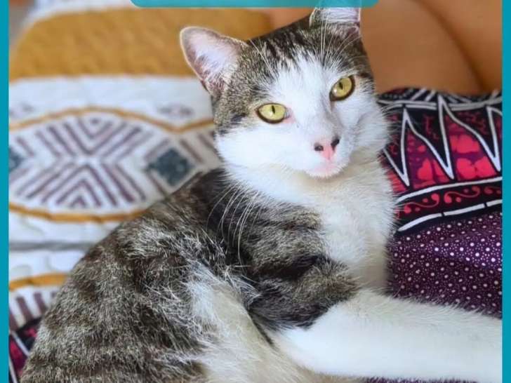 En quête d'un foyer : chaton mâle tigré