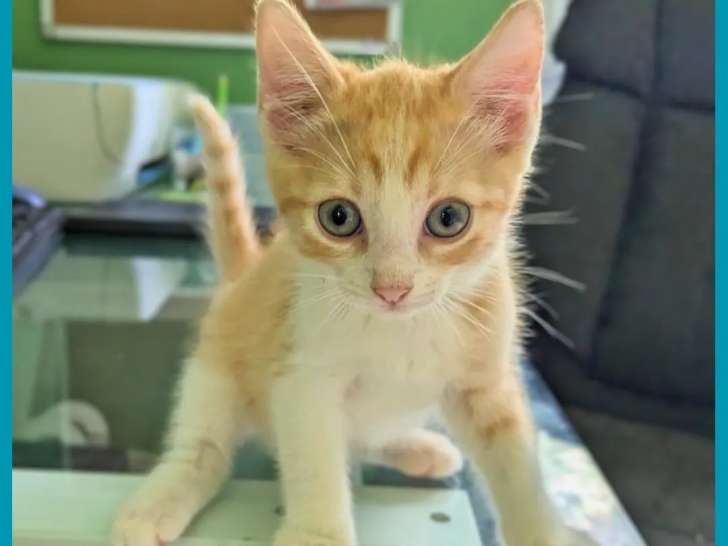 Chaton mâle d'un mois à accueillir