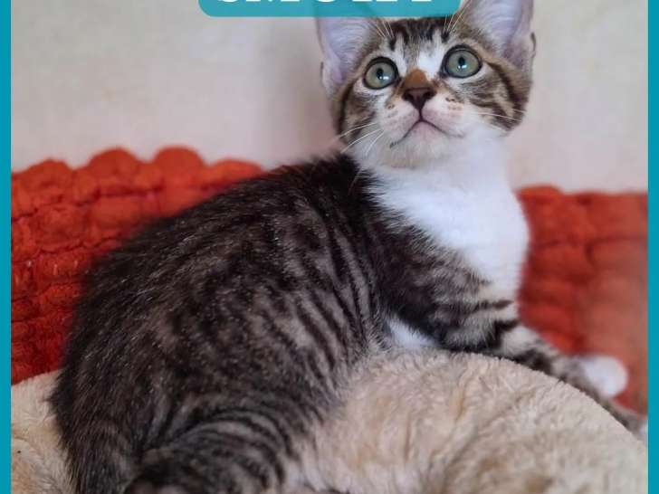 Chaton mâle tigré en quête d’une famille