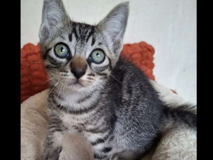 Adoption disponible : chaton mâle âgé de 2 mois