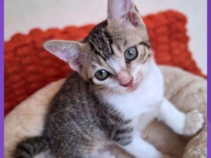 Chatonne de 2 mois à la recherche d’un foyer