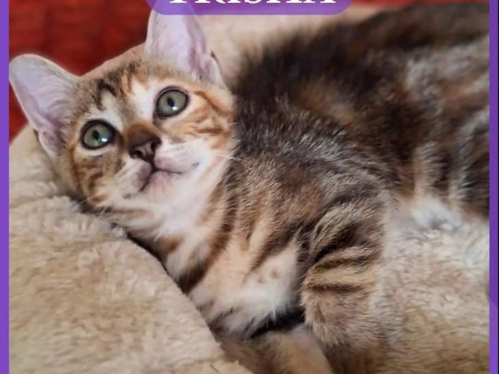 À adopter, chatonne tigrée