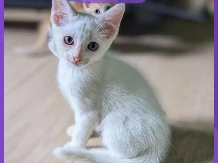 Disponible à l'adoption, chatonne blanche