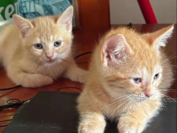 En attente d'adoption, 2 chatons femelles tigrés roux