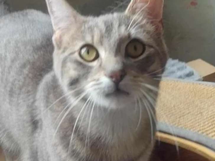 Prêt pour l'adoption : chaton mâle gris