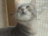 En attente d’une famille : chatonne de 8 mois