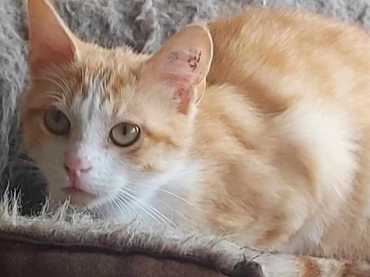 En quête d’une famille : chaton mâle roux et blanc