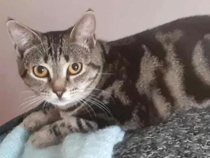 Adoption disponible : chatte âgée d'un an