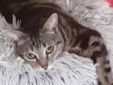 Adoption disponible : chatte âgée d'un an