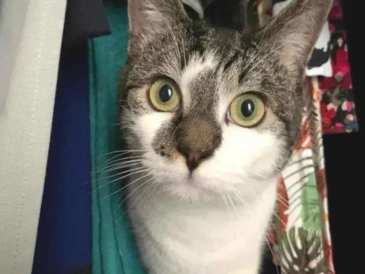 À la recherche d’une famille : chatte tigrée