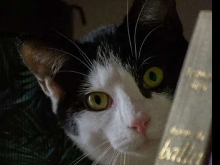 Chat noir et blanc à adopter