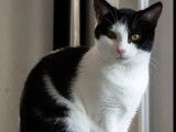 Chat noir et blanc à adopter