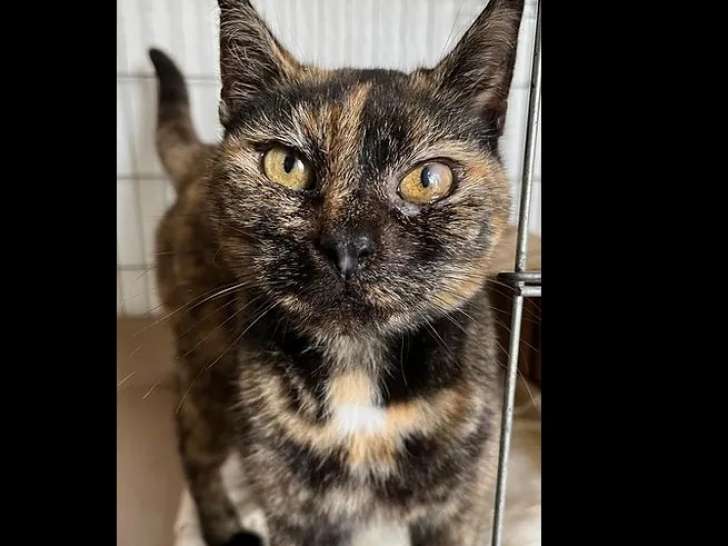 Chatte de 9 ans disponible à l'adoption