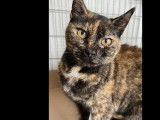 Chatte de 9 ans disponible à l'adoption