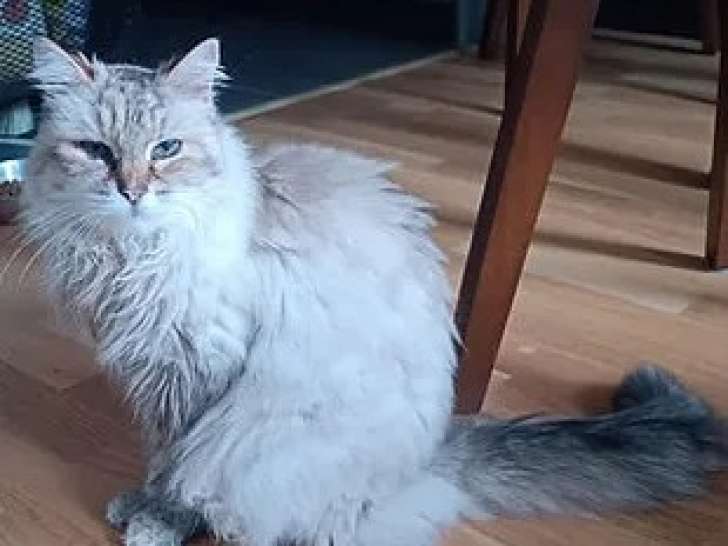 Chatte Sacré de Birmanie beige en attente d'adoption