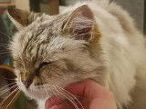 Chatte Sacré de Birmanie beige en attente d'adoption