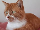 Chat roux et blanc prêt pour l’adoption