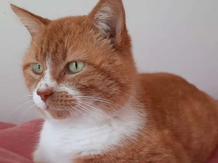 Chat roux et blanc prêt pour l’adoption