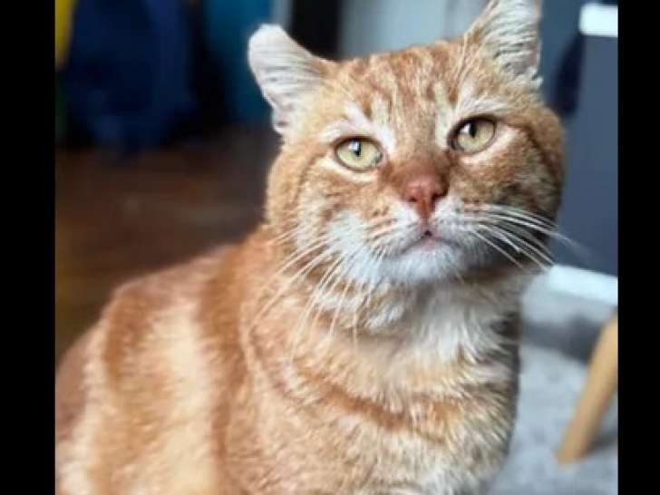 Chat tigré roux en attente d’une famille