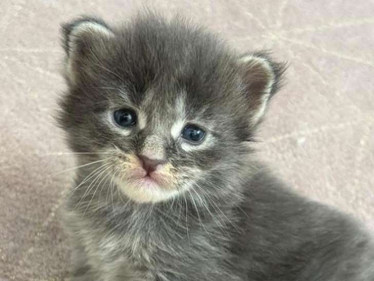 Superbes Chatons Maine Coon mâles à endre