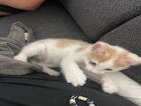 Chaton mâle à vendre