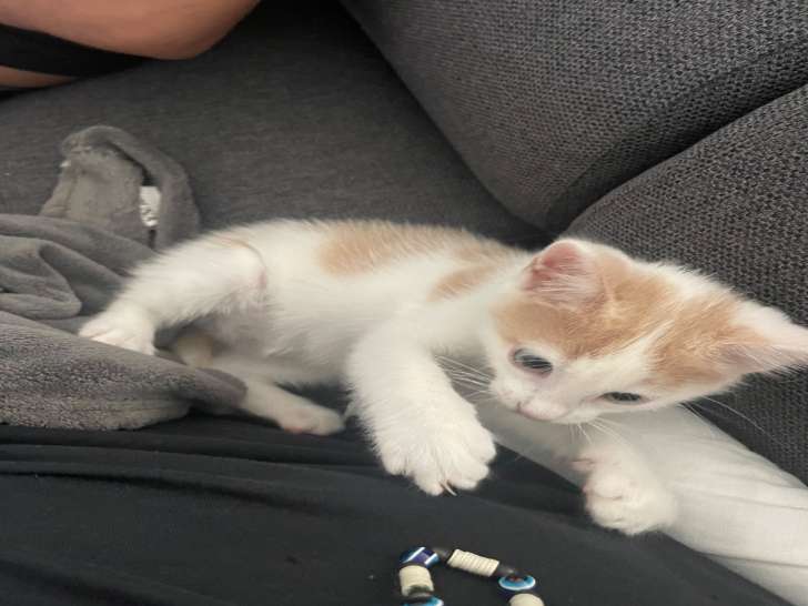 Chaton mâle à vendre