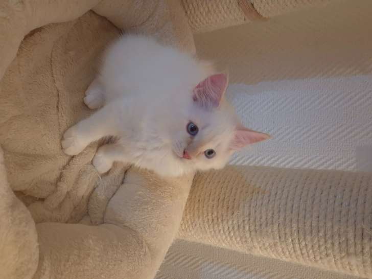 Magnifique chaton Sibérien neva masquerade LOOF à vendre