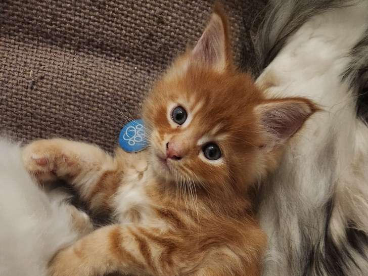Chaton Maine Coon roux à vendre