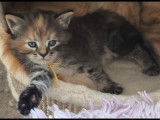 Chatons Sibérien à vendre